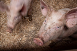 Vernissage Wandelerhof