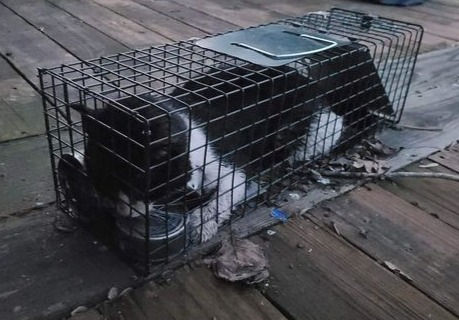Social media post claiming cat trapping and killing being investigated by MPD and animal shelter