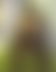 Two in custody after striking deputy's cruiser and leading police on a pursuit in Claiborne County