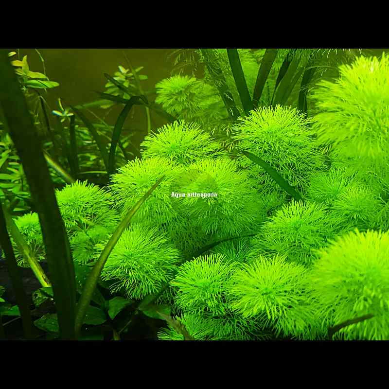 Limnophila sessiliflora - Ambulia - aquarium planten TROPICA