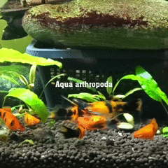 xiphophorus-hellerii-berlin-koi.gif