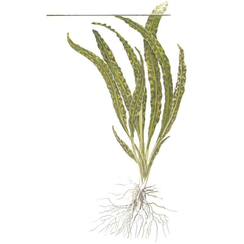 Thumbnail: Cryptocoryne crispatula var. balansae - aquarium planten