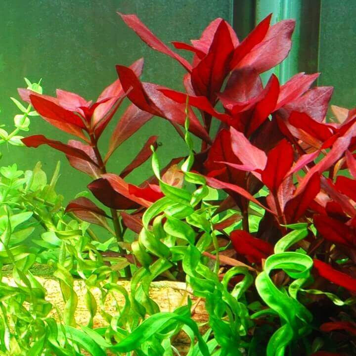 Thumbnail: Ludwigia repens RUBIN - aquarium planten TROPICA
