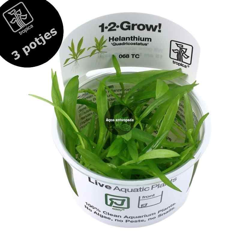 Helanthium bolivianum 'Quadricostatus' - IN VITRO 1 2 Grow TROPICA