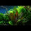 Thumbnail: Echinodorus 'Reni' - IN VITRO 1 2 Grow TROPICA