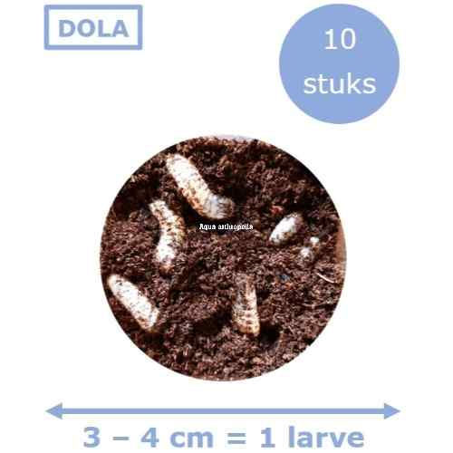 1 bakje DOLA rozekeverlarven levend | 3 - 4 cm | 10 stuks