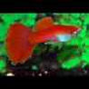 guppy-flamingo-rood.jpg