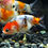 Thumbnail: Carassius auratus RANCHU calico - goudvis | 6 cm.