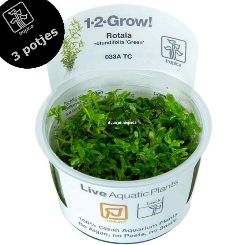Rotala rotundifolia 'Green' - IN VITRO 1 2 Grow TROPICA