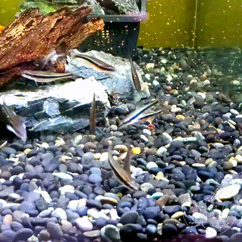 Thumbnail: Notropis lutipinnis - Geelvin Elrits - aquarium en vijver vissen | 5 - 6 cm.