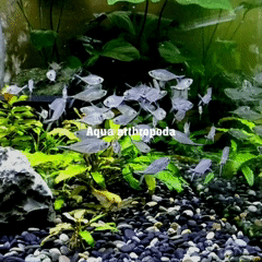 signaalstreep-tetra-aquarium.gif