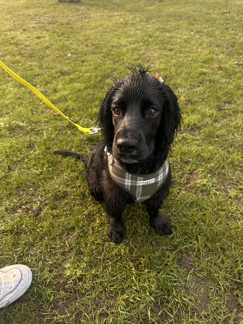 dog trainer rainham.jpg