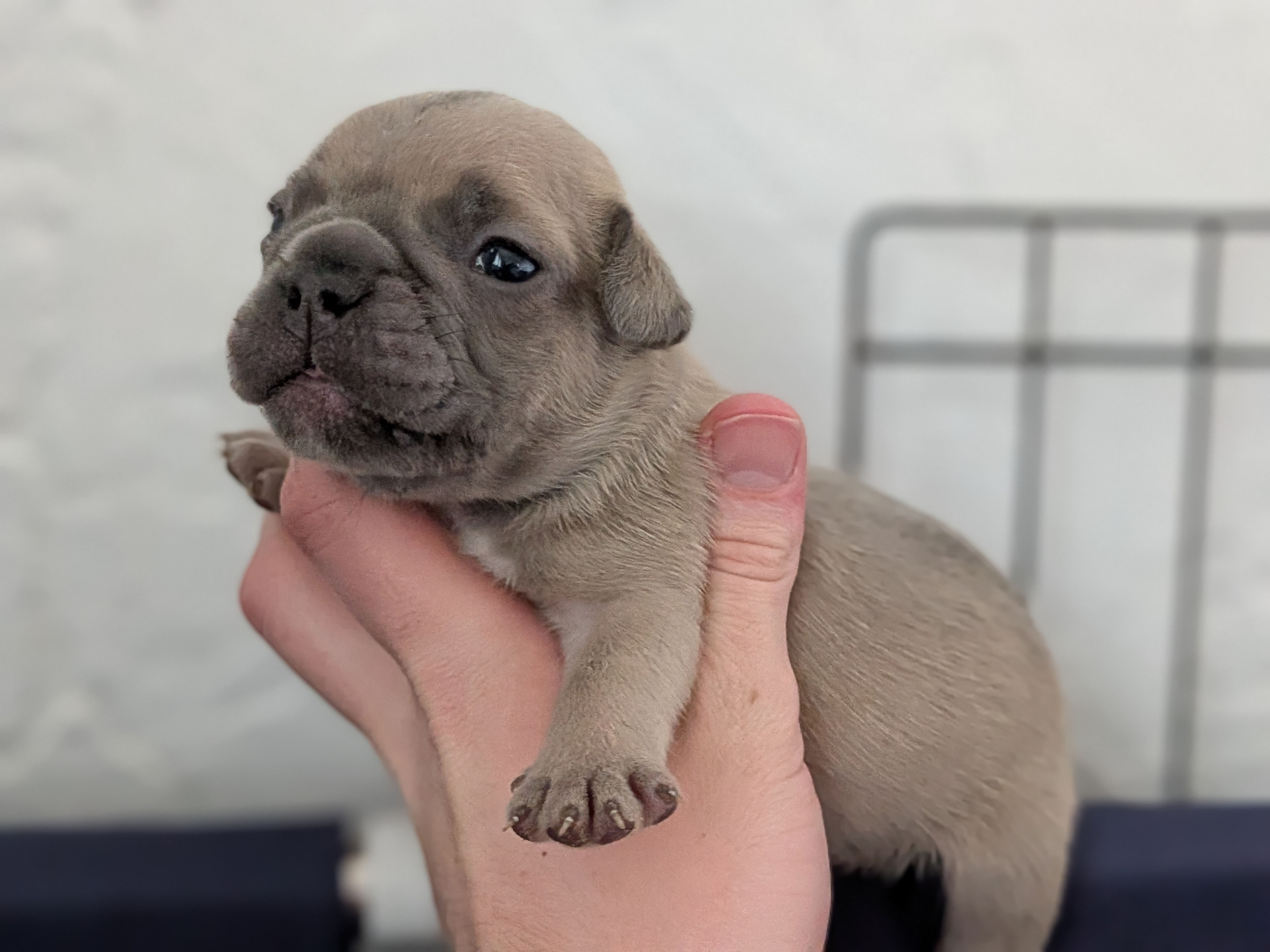 Lilac fawn male (Tiger x Timmy)