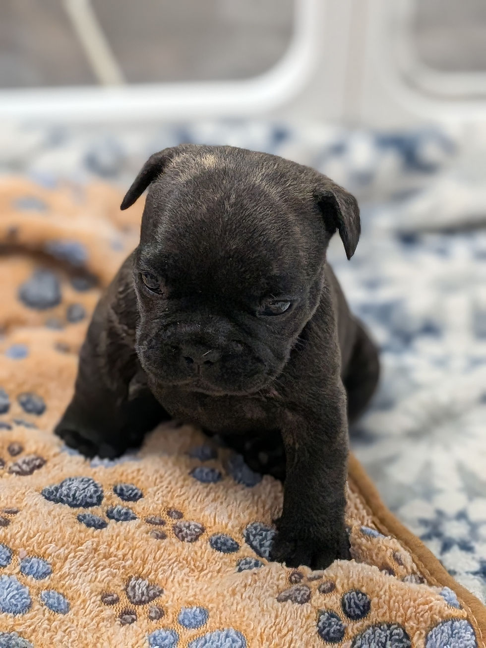 Thumbnail: Brindle male (Lady x Brock)
