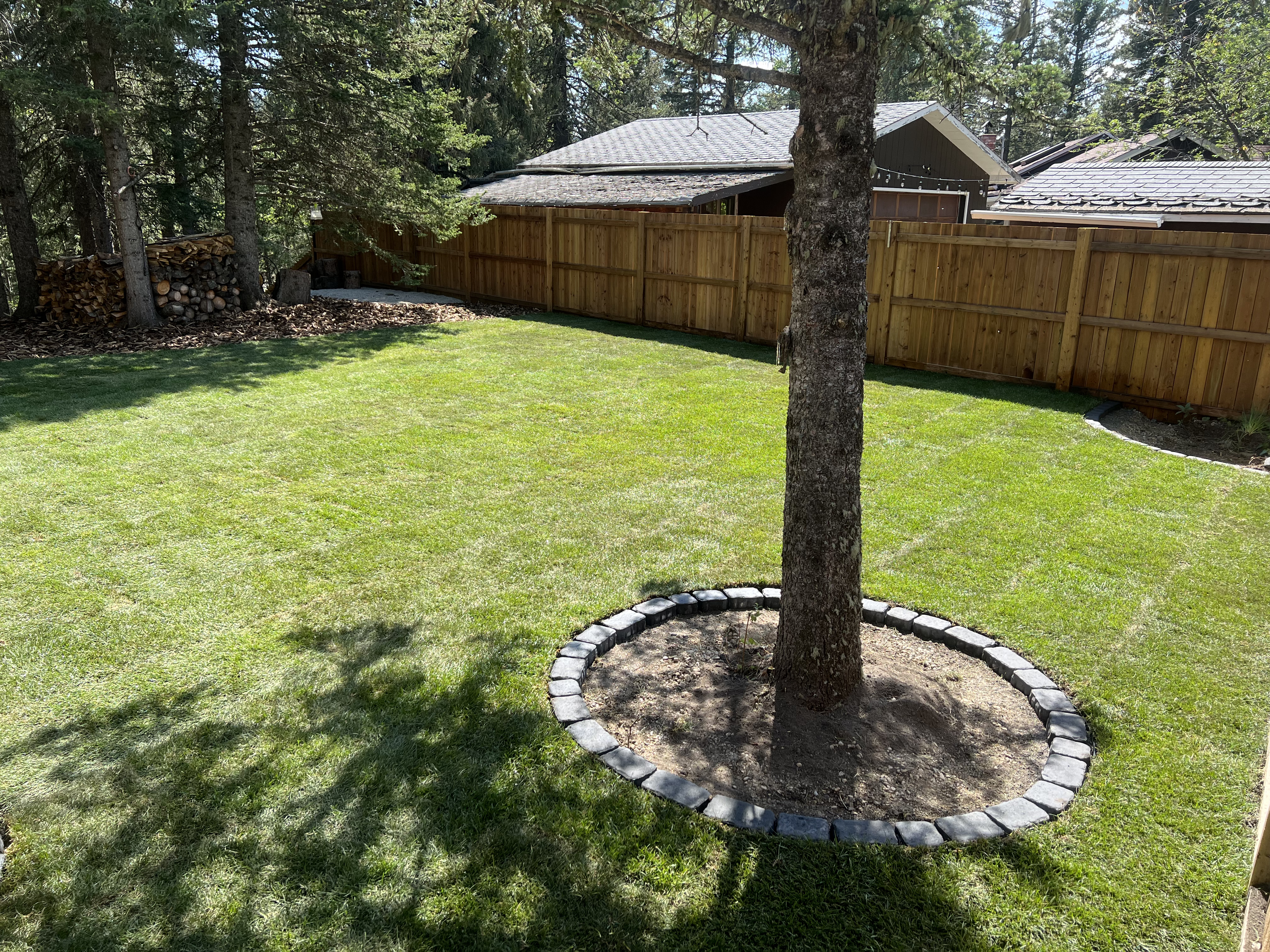 Backyard lawn and tree border