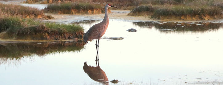 heron.jpeg