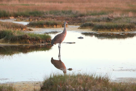 heron.jpeg
