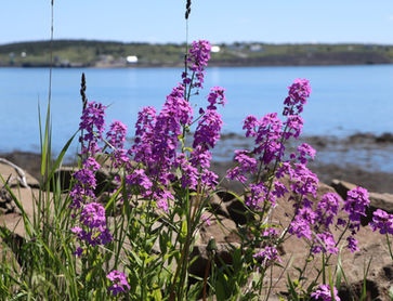 flowersOcean.jpeg