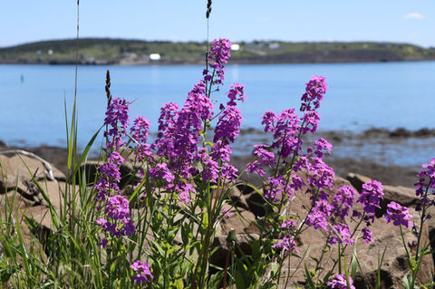 flowersOcean.jpeg