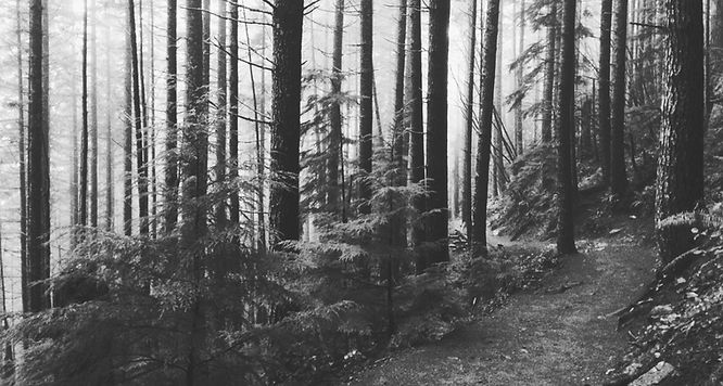 Forest Path_edited_edited.jpg