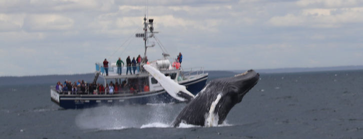 whaleBreaching.jpeg