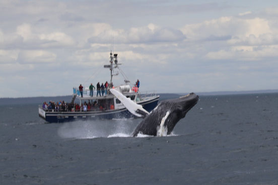 whaleBreaching.jpeg