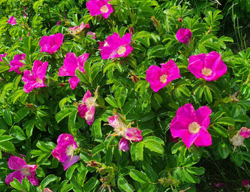 wildFlowers.jpeg