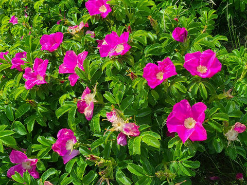 wildFlowers.jpeg