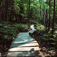 A long footpath disappearing into a lush forest