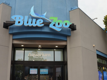 Blue Zoo Aquarium Rogers
