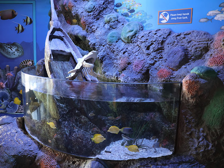 SEA LIFE Kansas City Aquarium