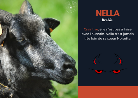 Présentation de Nella le mouton