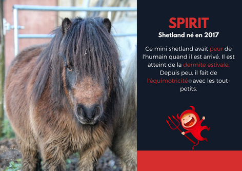 Présentation de Spirit le mini poney shetland