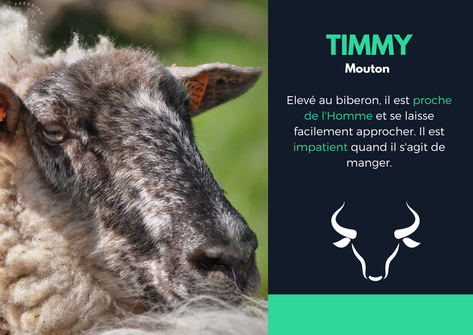 Présentation de Timmy le mouton