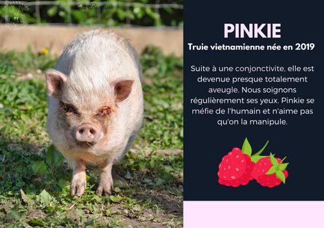 Présentation de Pinkie la truie vietnamienne