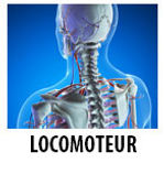 musculoskeletalFR.jpg