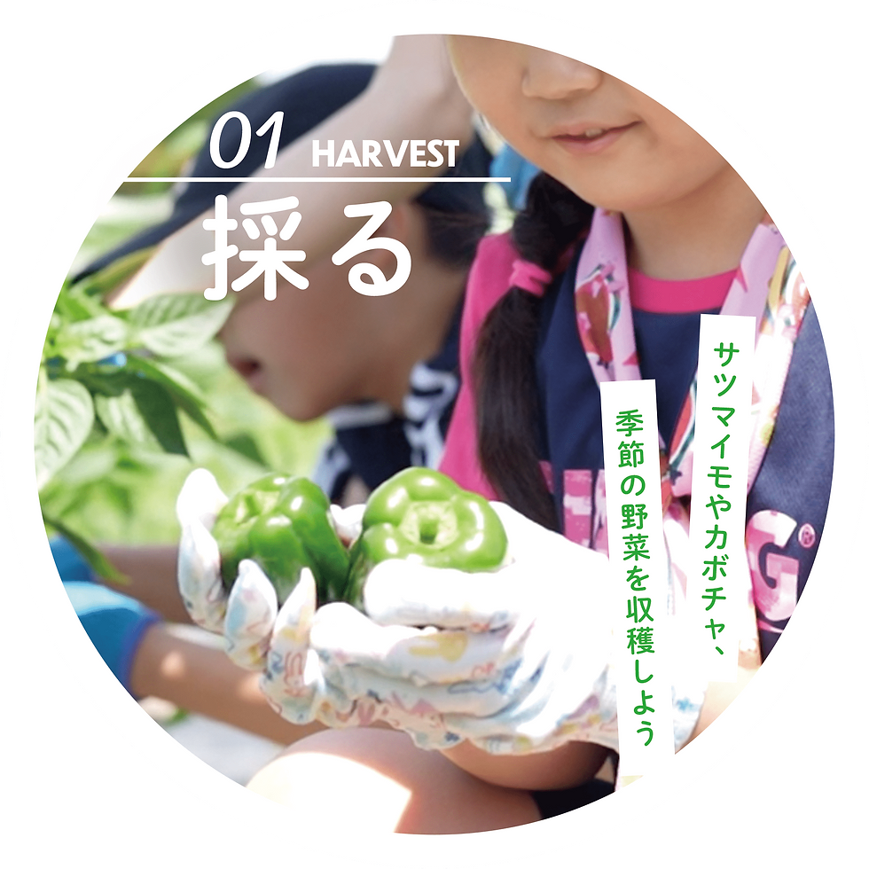 harvest.png