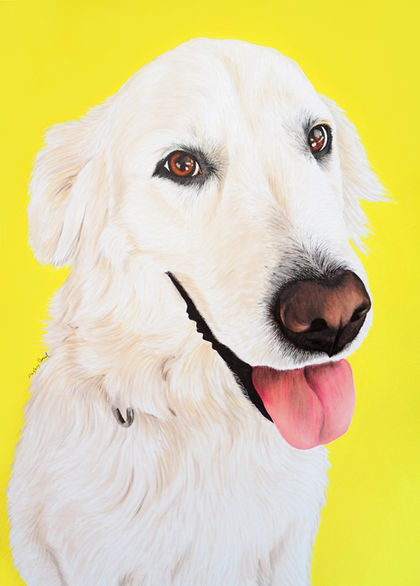 Hand drawn portrait of blonde Golden Retriever dog called Georgie on yellow background