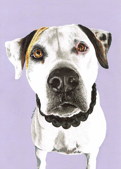 Hand drawn portrait of white, black and tan dog called Edwina on pastel purple background