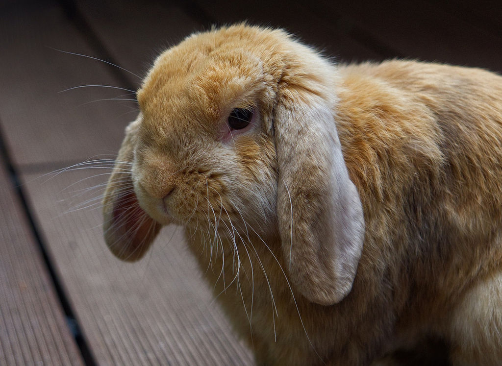 Holland Lop Bunny Care