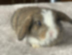 gray-and-white-holland-lop-bunnies-for-sale-in-new-jersey