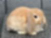 cute-tan-holland-lop-bunnies-for-sale-in-new-jersey