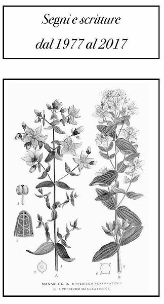 Hypericum perforatum copia.jpg