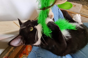 PWR (CSC)  SPEY/NEUTER & Chip service  $10