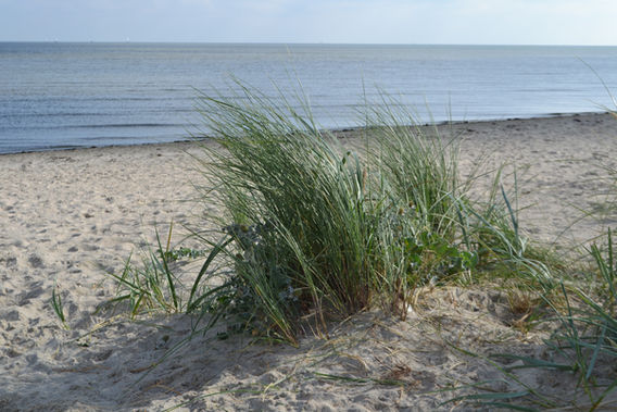 DSC_0732.JPG