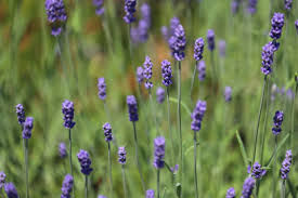 Music for all seasons 1 - Summer