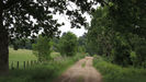 Birch Walk 