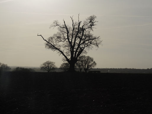 Hartest Walk 