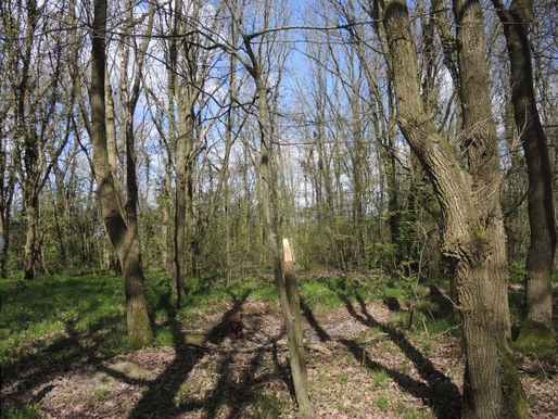 Bicknacre Walk