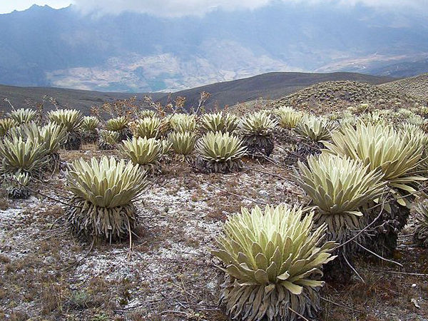 Frailejon